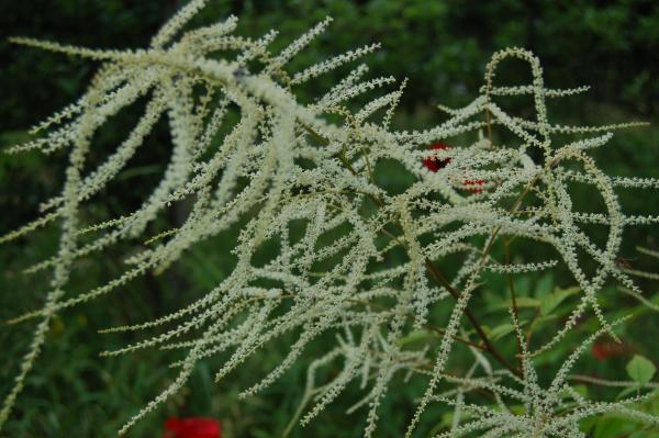 Aruncus sinensis 'Zweiweltenkind' | China-Wald-Geißbart